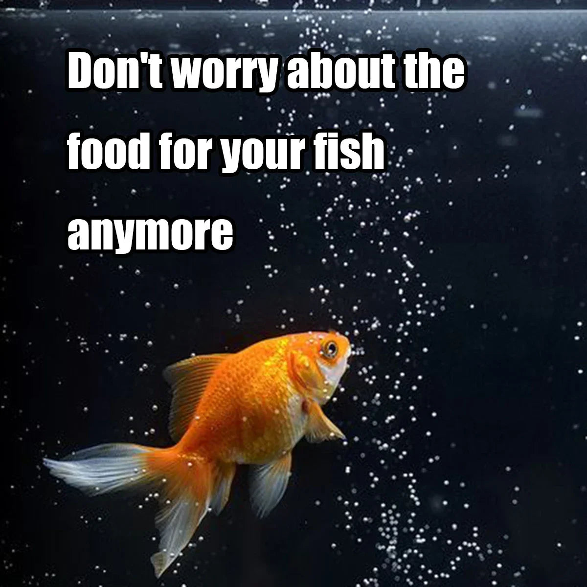 Automatic Fish Feeder 100ml Dispenser